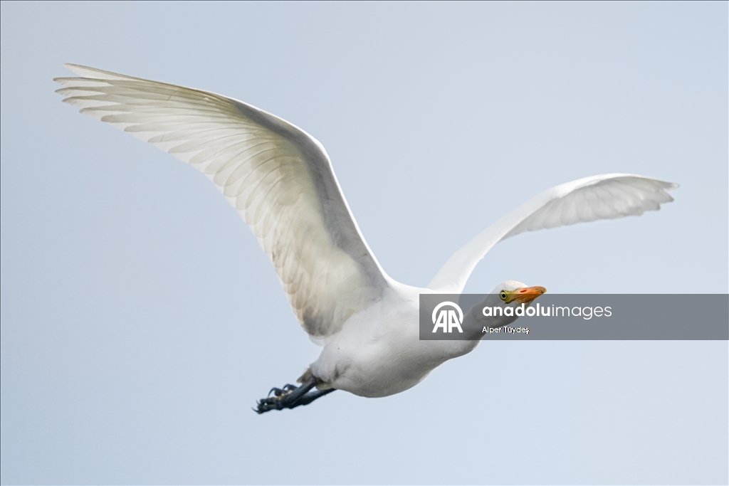 Uluabat Gölü kıyısında sığır balıkçılları ve Anadolu mandaları
