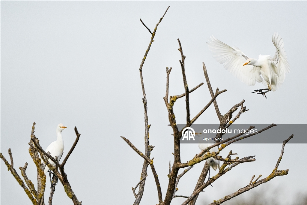 Uluabat Gölü kıyısında sığır balıkçılları ve Anadolu mandaları