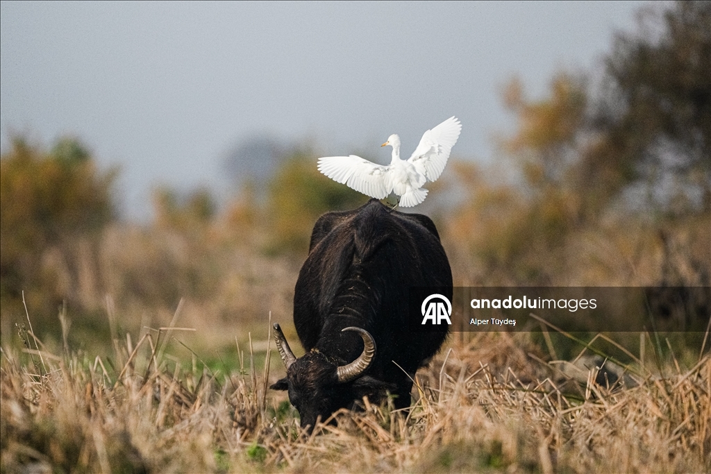 Uluabat Gölü kıyısında sığır balıkçılları ve Anadolu mandaları