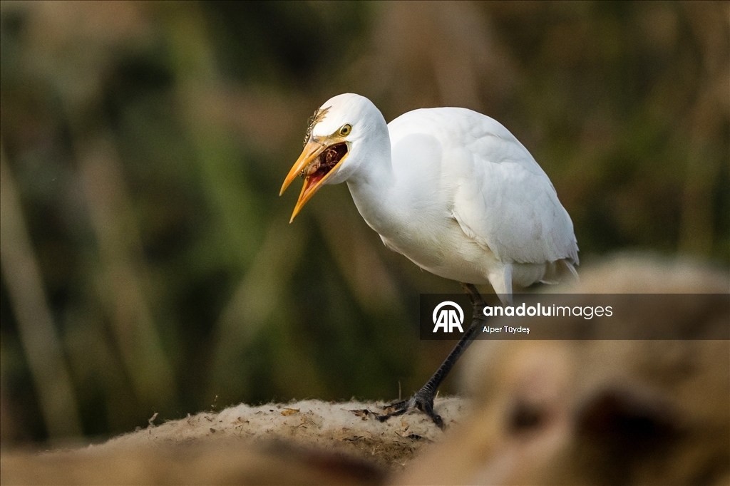 Uluabat Gölü kıyısında sığır balıkçılları ve Anadolu mandaları