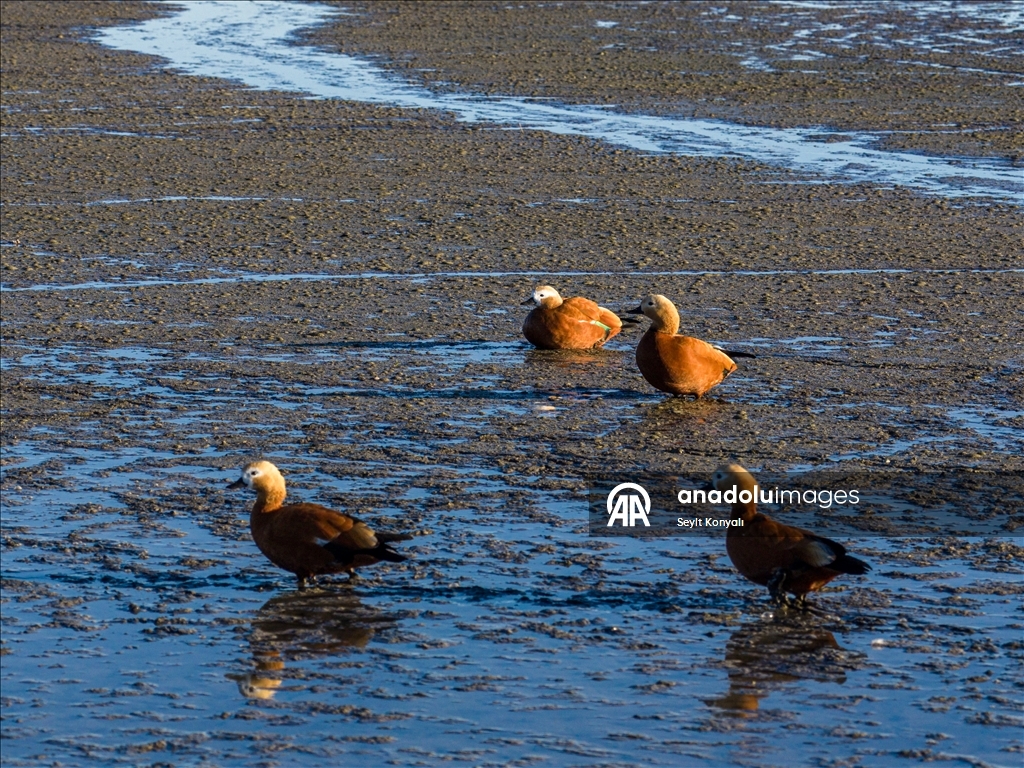 Göç yolundaki angıt kuşları, Konya’daki Düden Gölü’nde mola veriyor