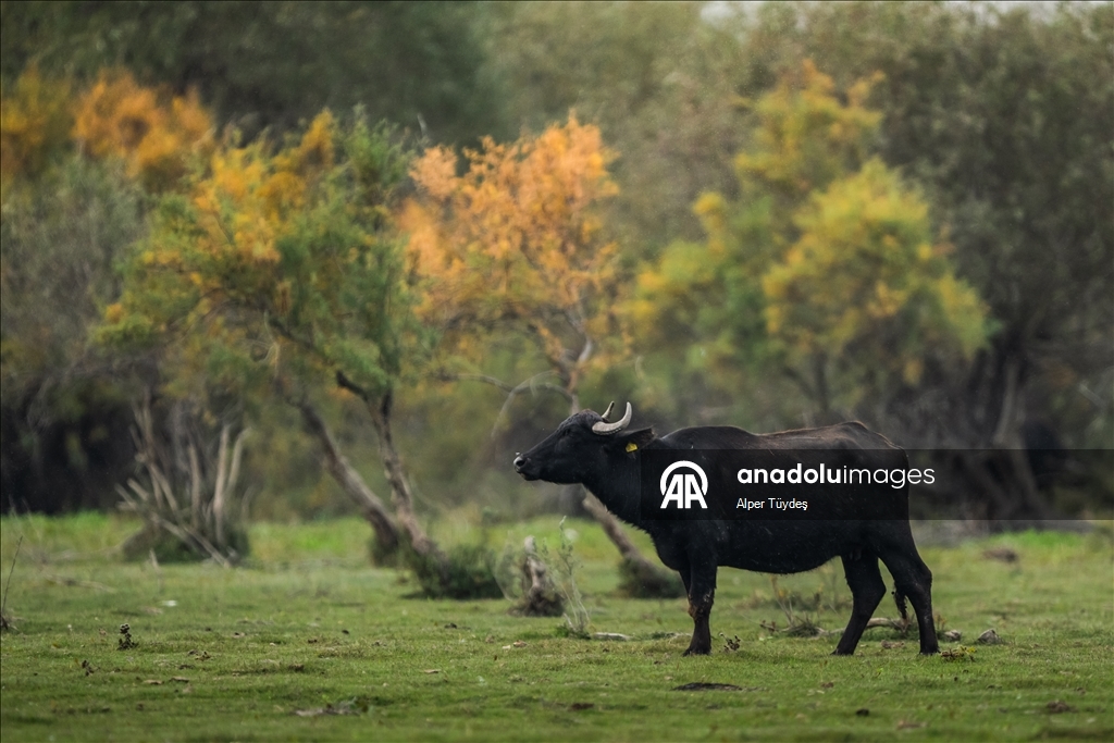 Uluabat Gölü kıyısında sığır balıkçılları ve Anadolu mandaları