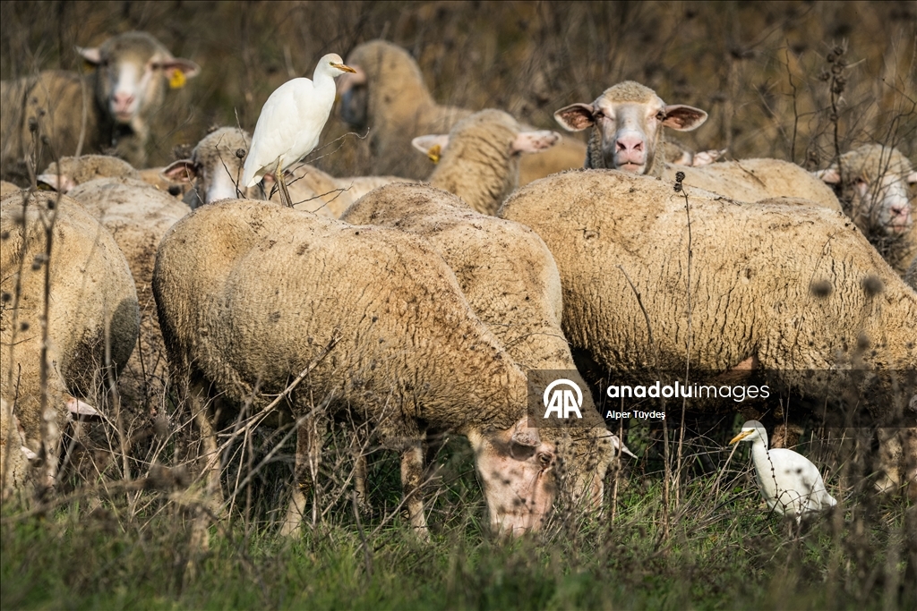 Uluabat Gölü kıyısında sığır balıkçılları ve Anadolu mandaları