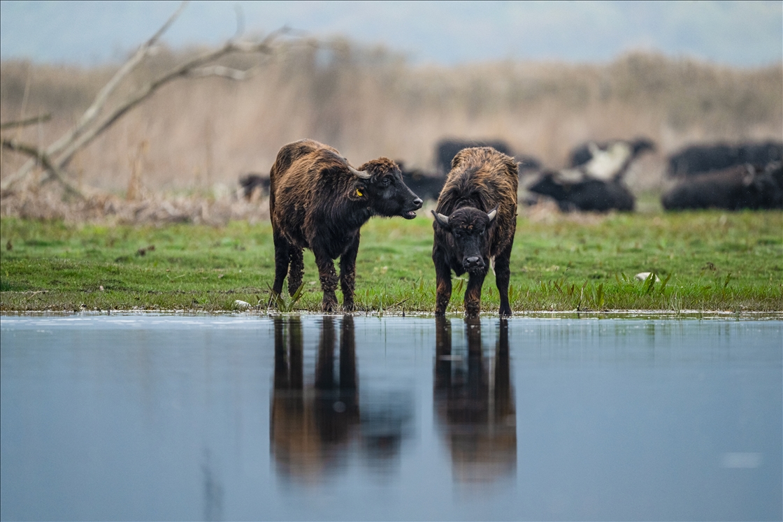 Cattle egrets and Anatolian water buffaloes along the shores of Lake Uluabat in Turkiye's Bursa