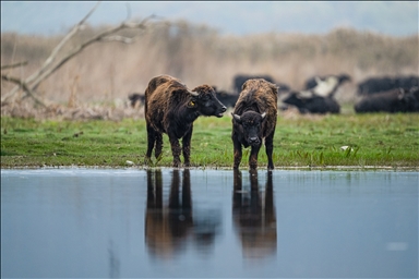 Cattle egrets and Anatolian water buffaloes along the shores of Lake Uluabat in Turkiye's Bursa
