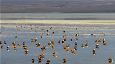 Göç yolundaki angıt kuşları, Konya’daki Düden Gölü’nde mola veriyor