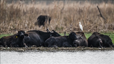 Uluabat Gölü kıyısında sığır balıkçılları ve Anadolu mandaları