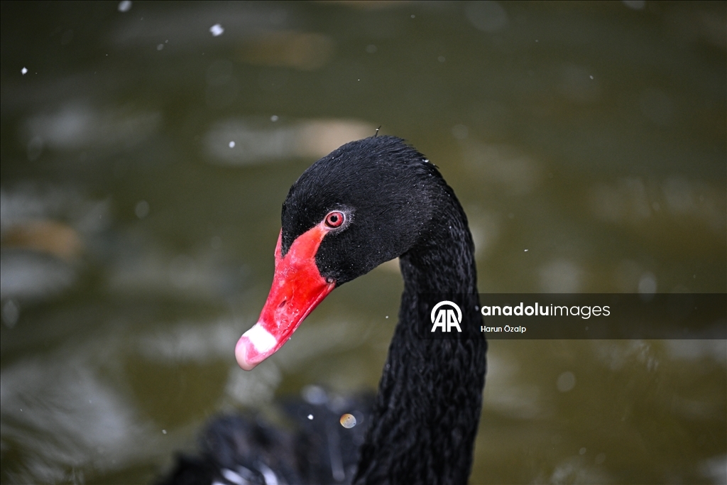 Ankara'da kar yağışı