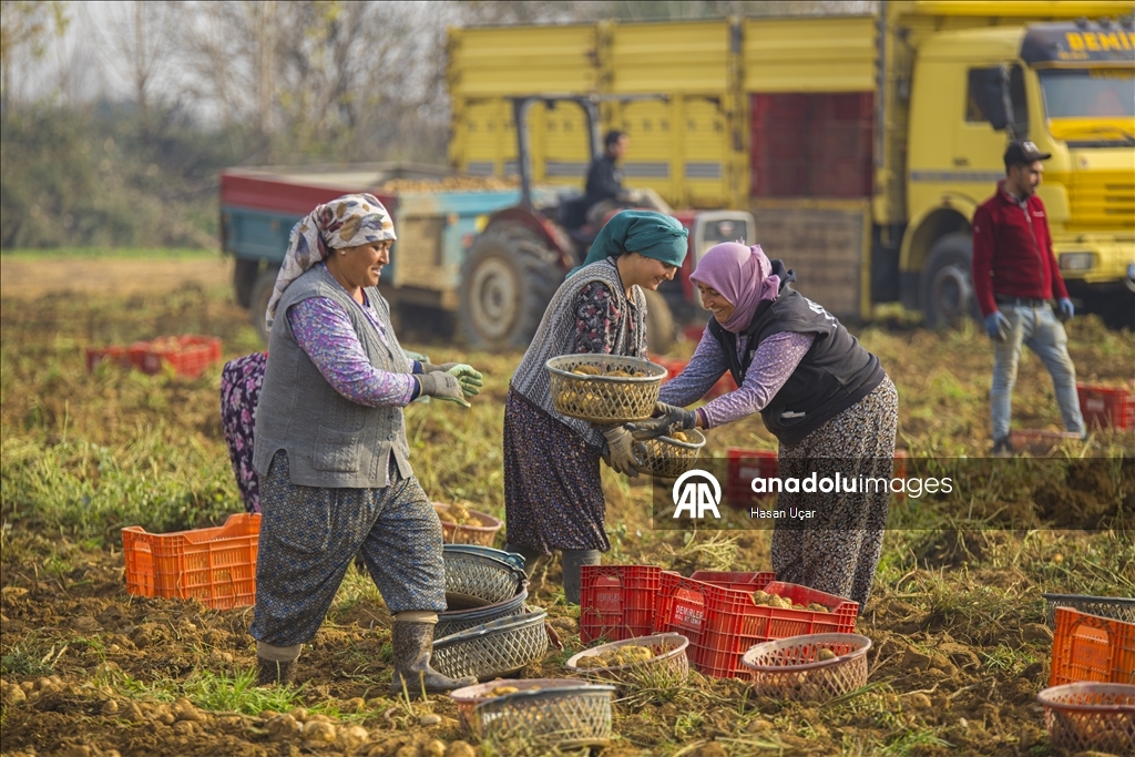 Ödemiş Ovası’nda kış patatesi hasadı