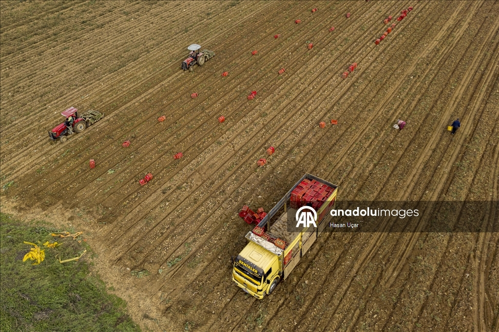 Ödemiş Ovası’nda kış patatesi hasadı