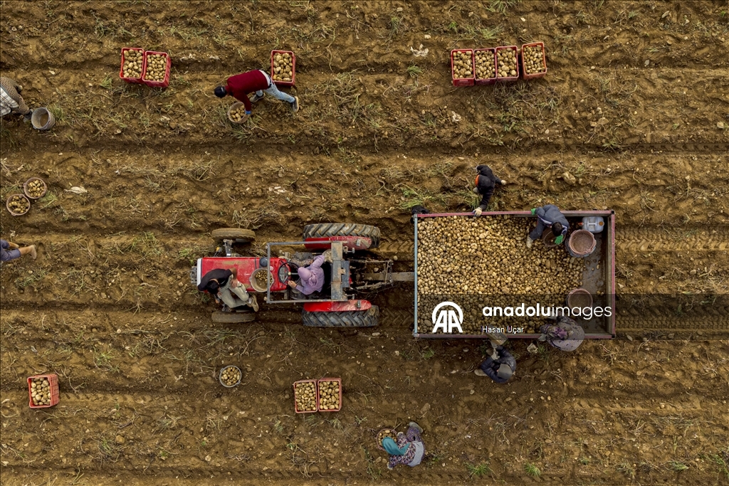 Ödemiş Ovası’nda kış patatesi hasadı