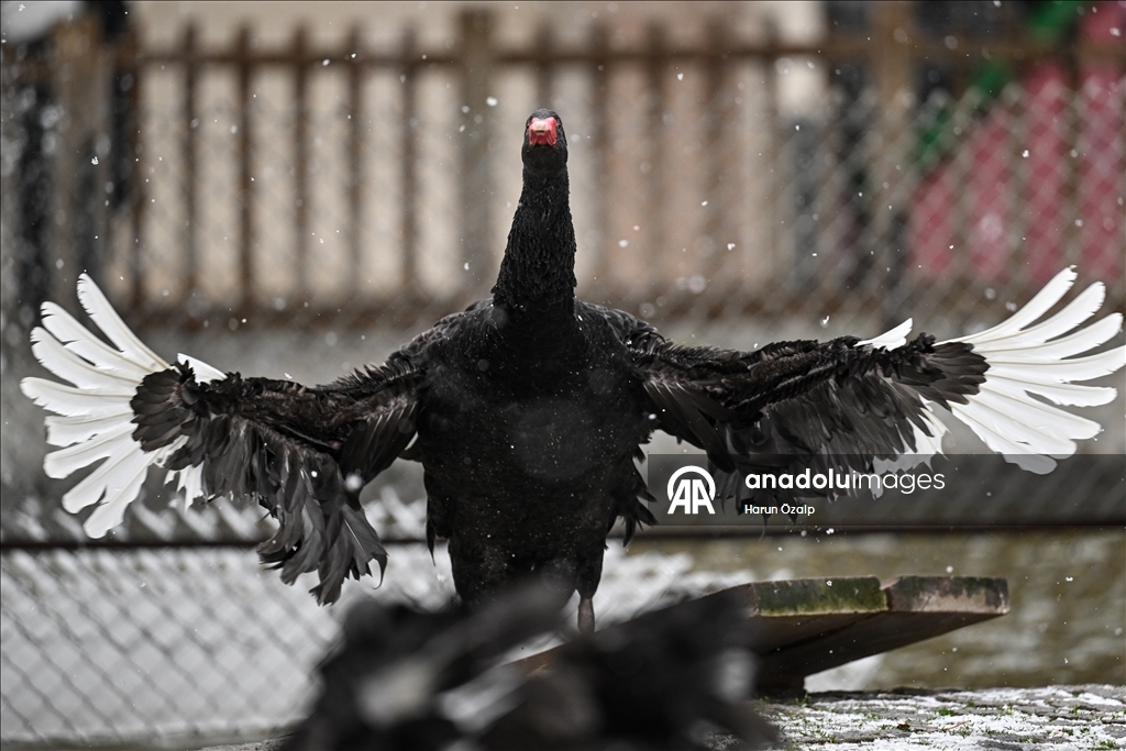 Ankara'da kar yağışı