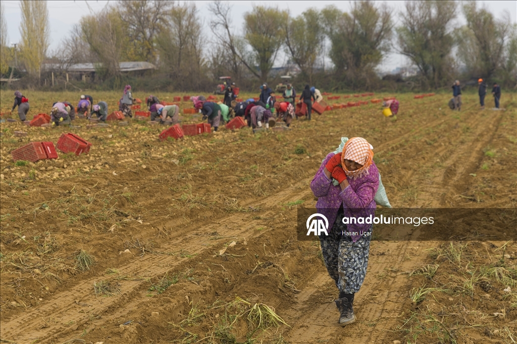Ödemiş Ovası’nda kış patatesi hasadı