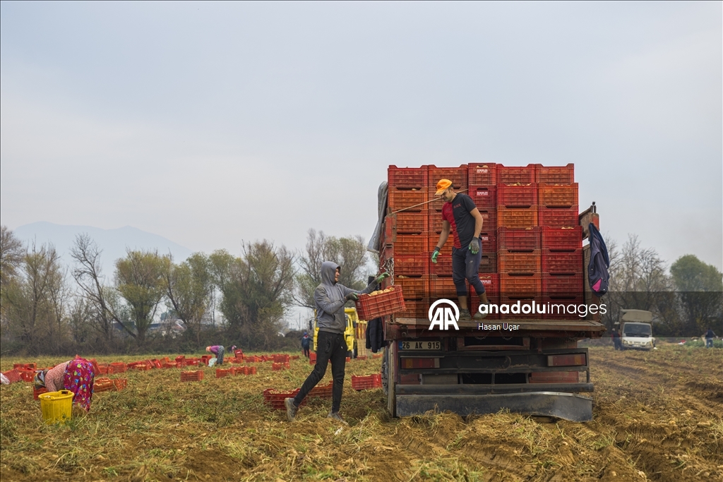 Ödemiş Ovası’nda kış patatesi hasadı