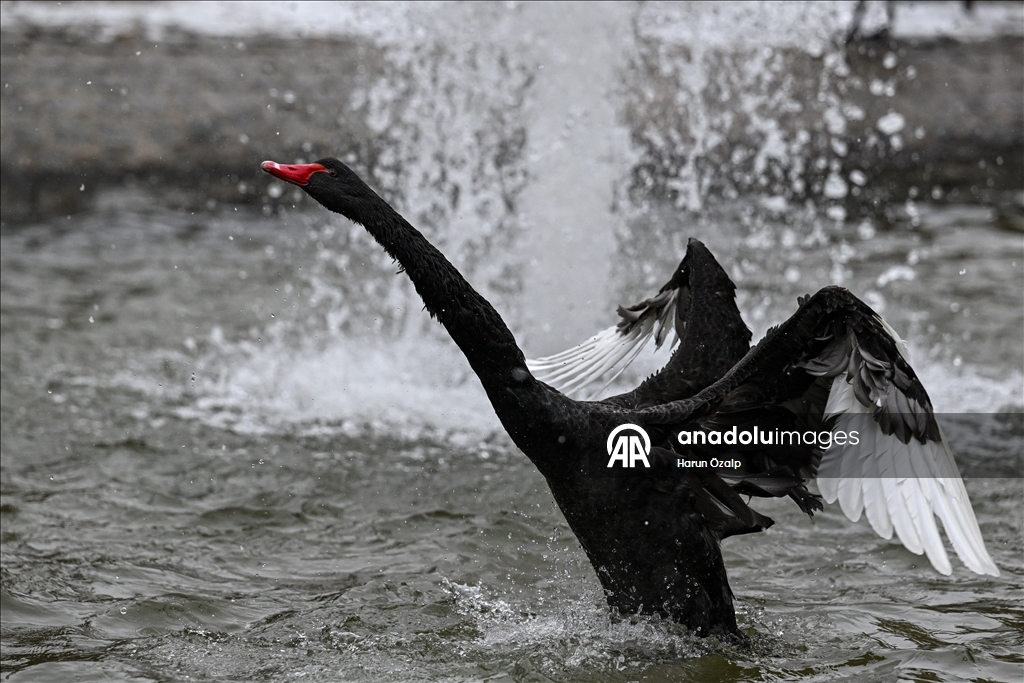 Ankara'da kar yağışı