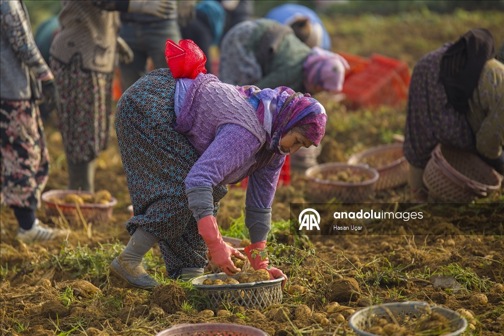 Ödemiş Ovası’nda kış patatesi hasadı