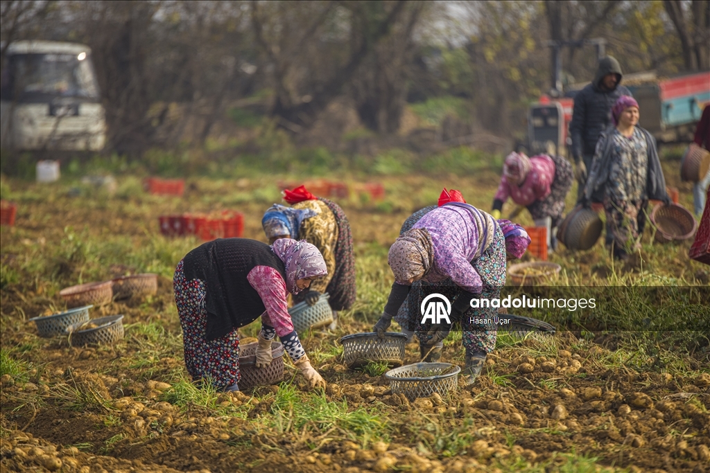 Ödemiş Ovası’nda kış patatesi hasadı