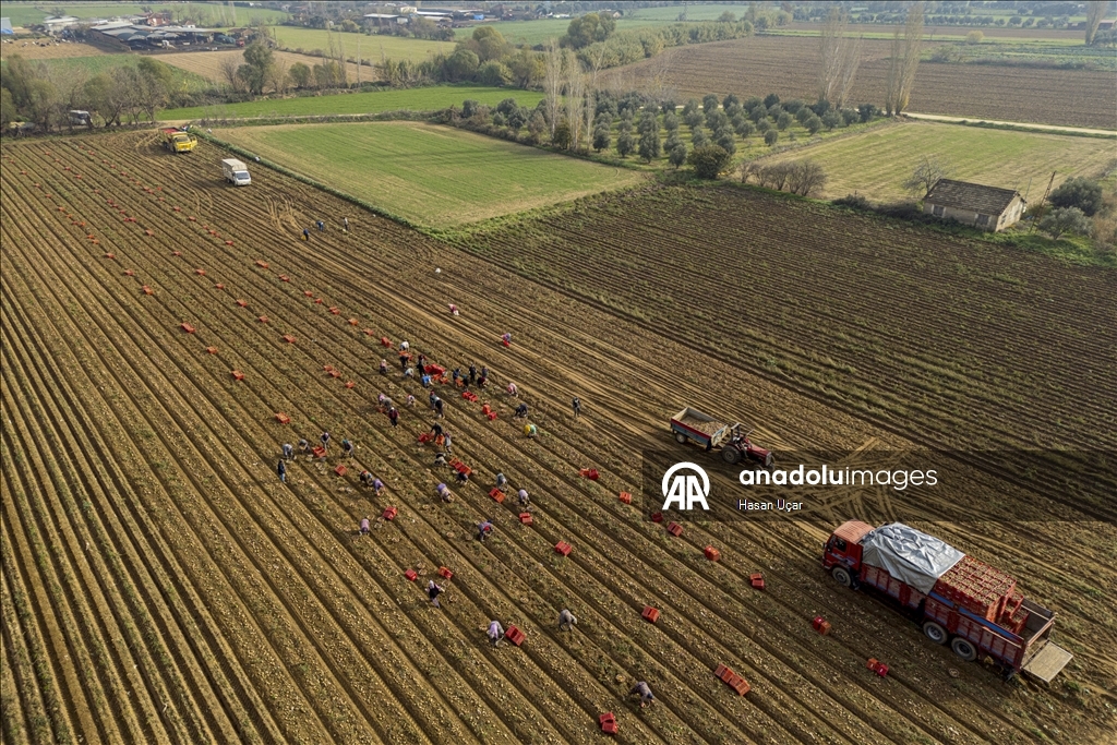 Ödemiş Ovası’nda kış patatesi hasadı