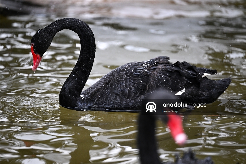 Ankara'da kar yağışı