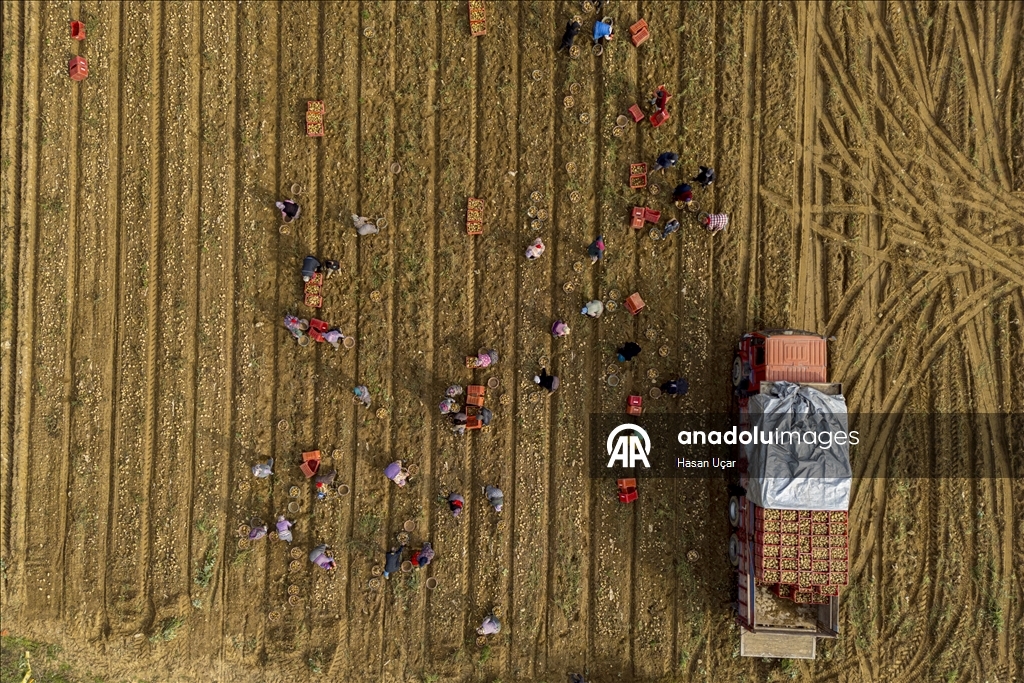 Ödemiş Ovası’nda kış patatesi hasadı