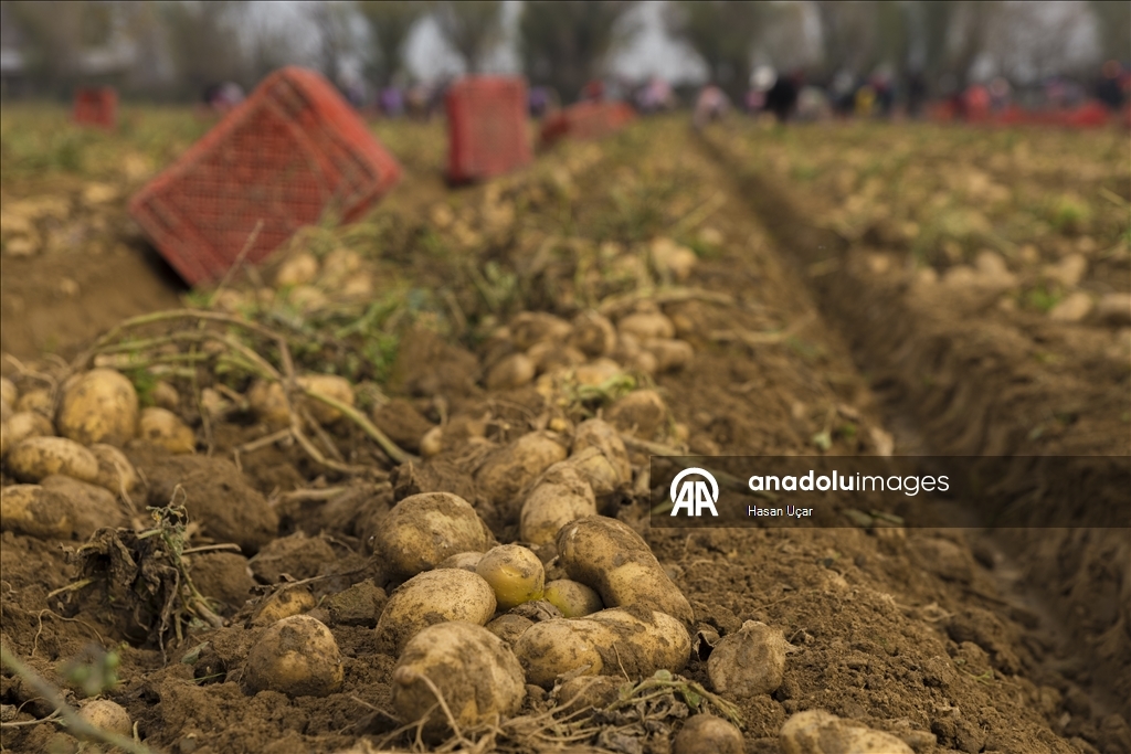 Ödemiş Ovası’nda kış patatesi hasadı