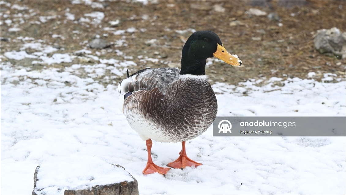 Ankara'da kar yağışı