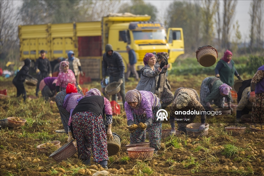 Ödemiş Ovası’nda kış patatesi hasadı