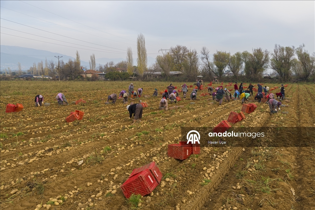 Ödemiş Ovası’nda kış patatesi hasadı