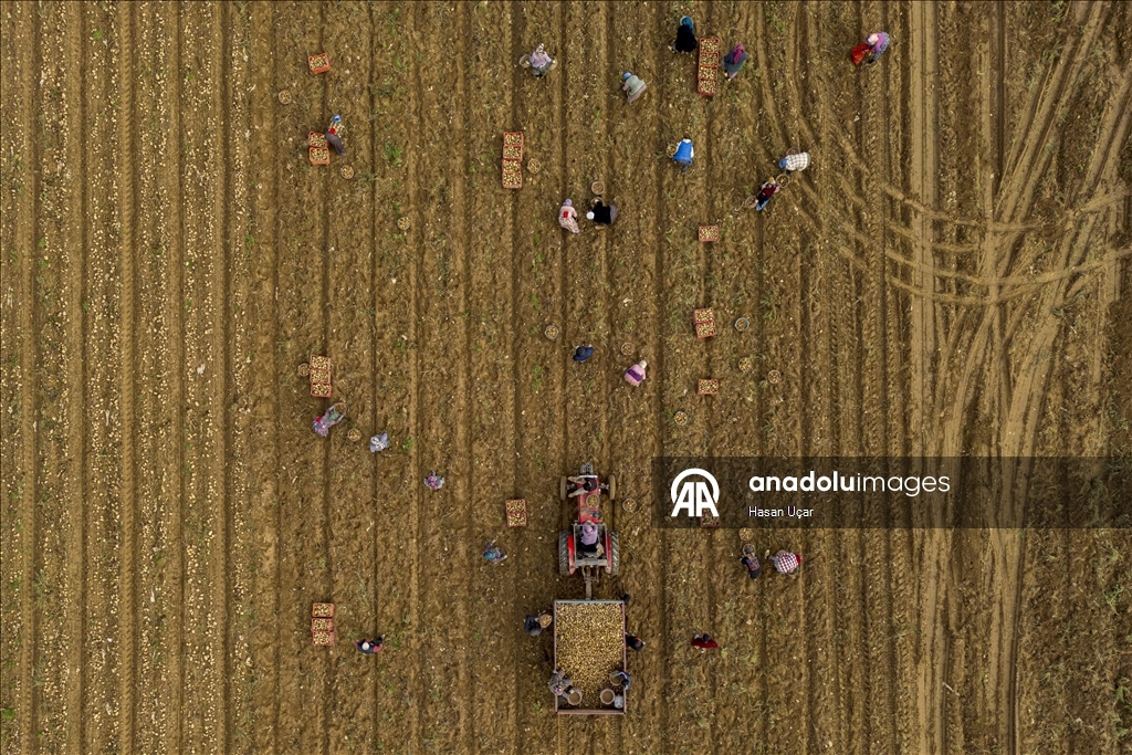 Ödemiş Ovası’nda kış patatesi hasadı