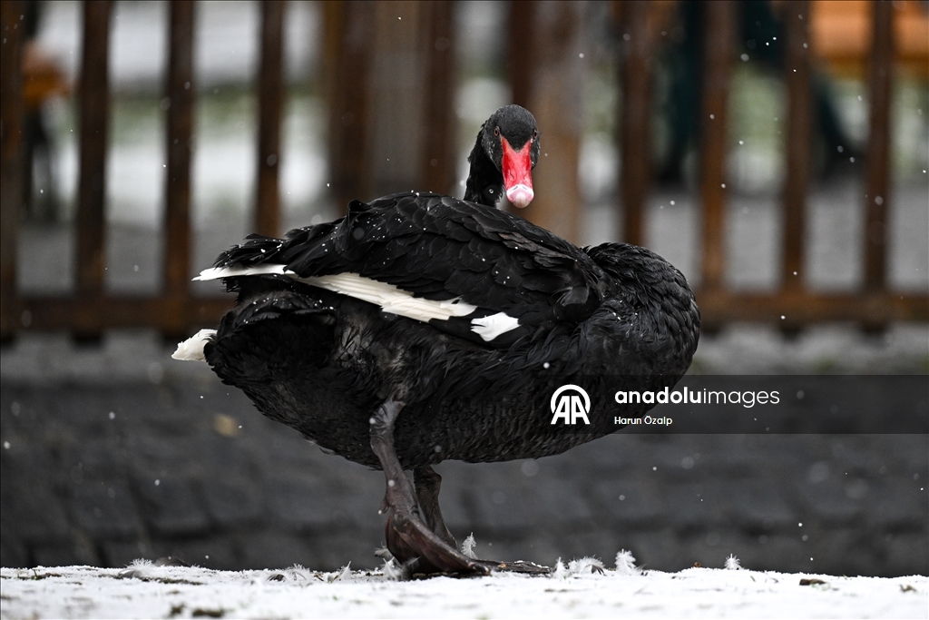 Ankara'da kar yağışı