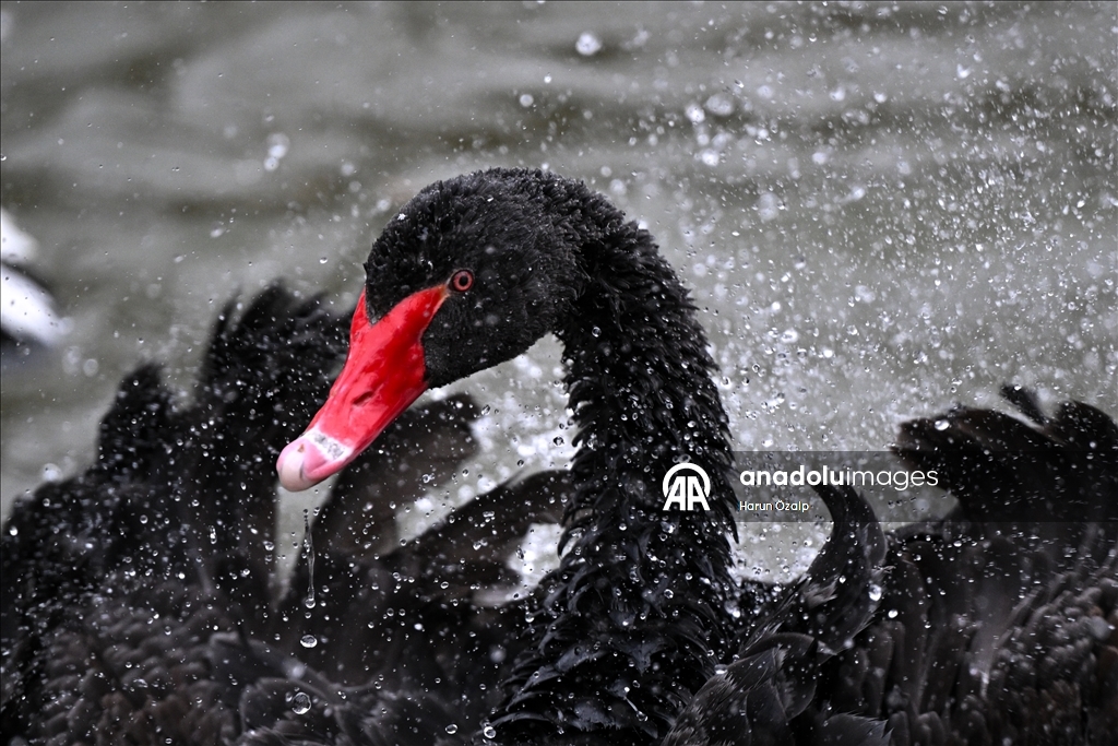 Ankara'da kar yağışı