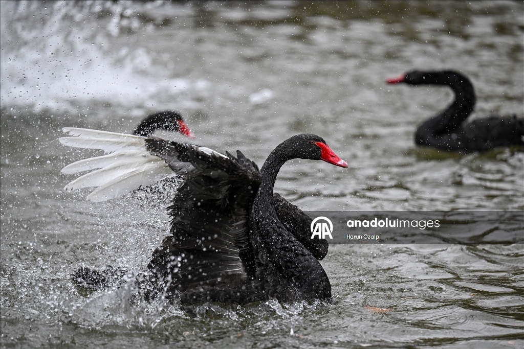 Ankara'da kar yağışı