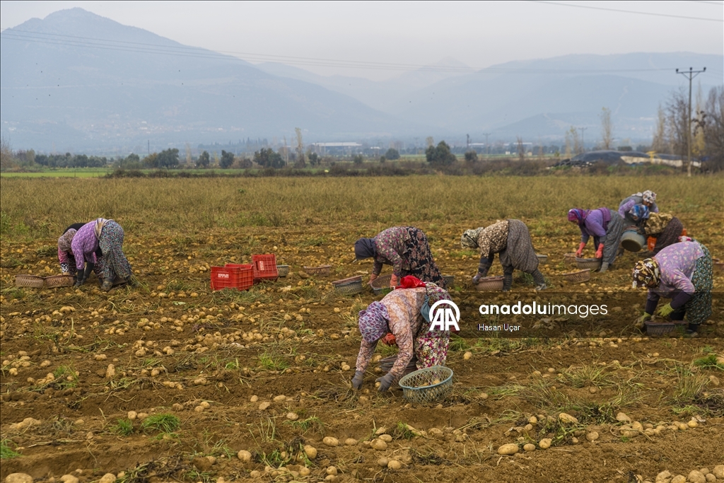 Ödemiş Ovası’nda kış patatesi hasadı