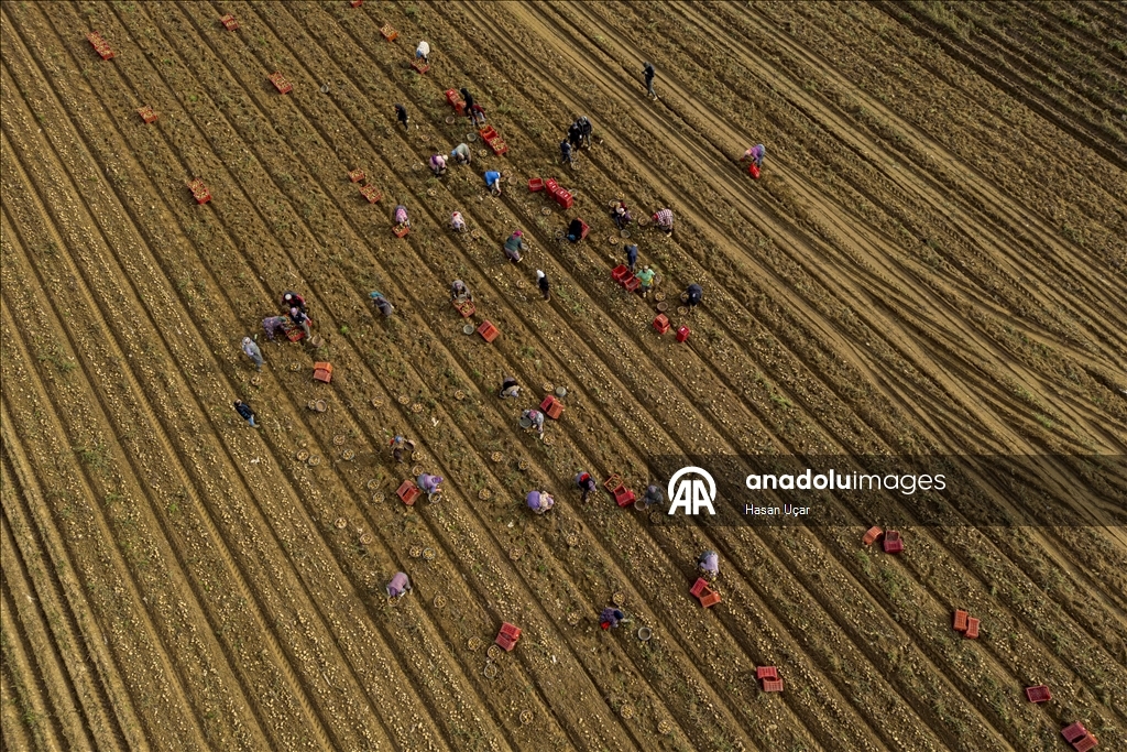 Ödemiş Ovası’nda kış patatesi hasadı