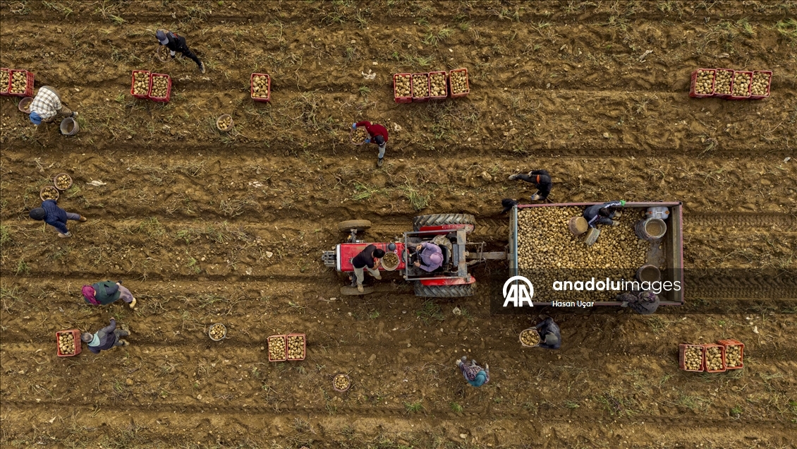 Ödemiş Ovası’nda kış patatesi hasadı