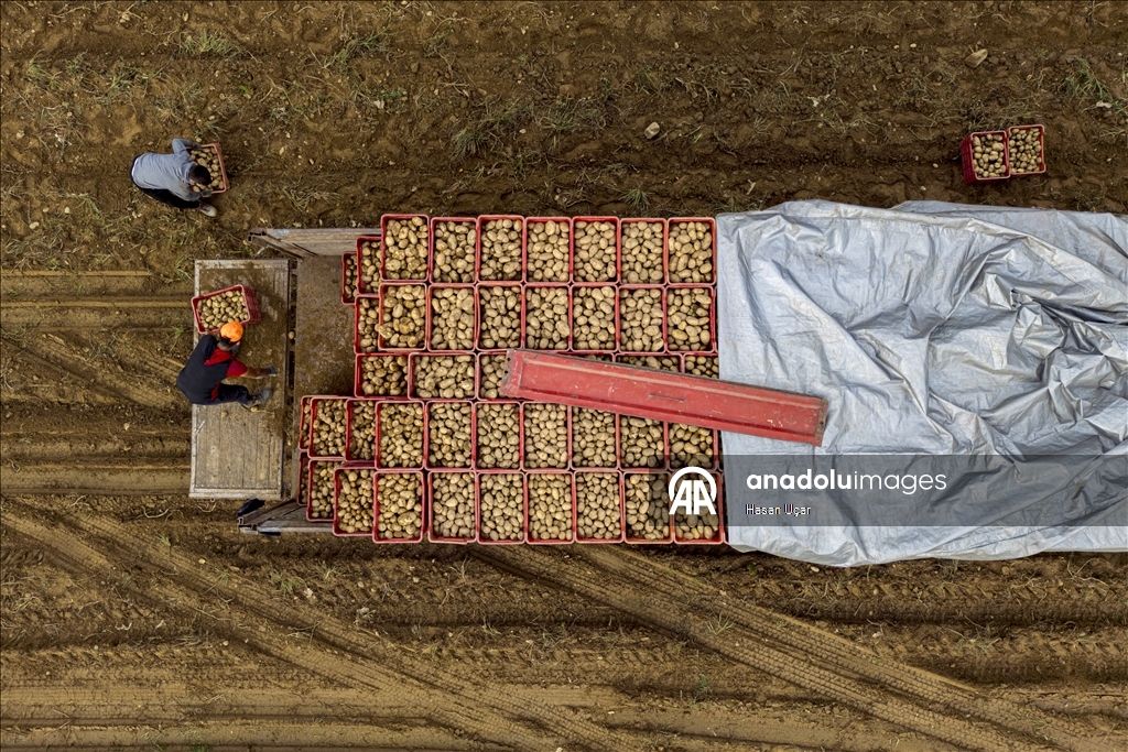 Ödemiş Ovası’nda kış patatesi hasadı