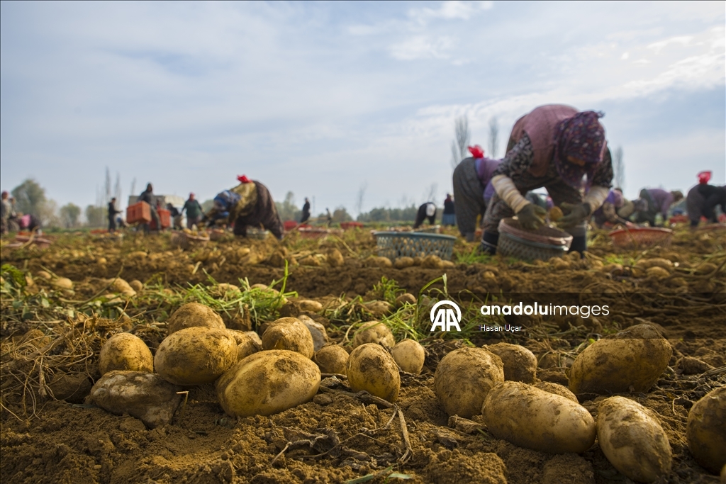 Ödemiş Ovası’nda kış patatesi hasadı