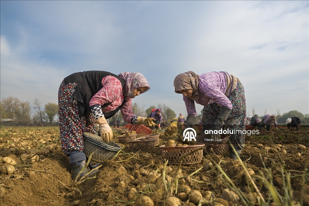 Ödemiş Ovası’nda kış patatesi hasadı