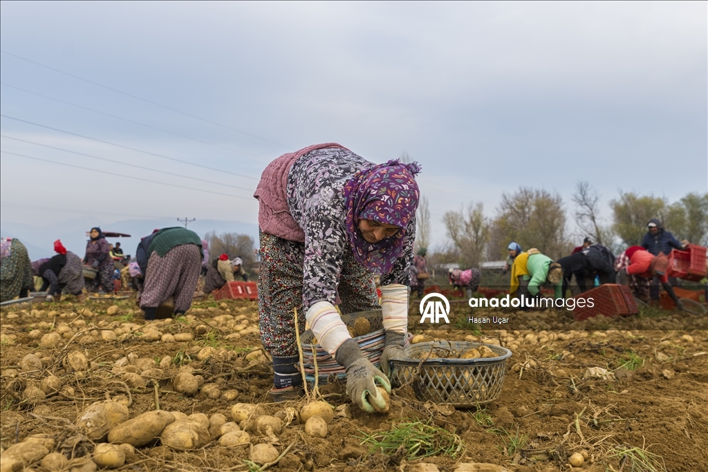 Ödemiş Ovası’nda kış patatesi hasadı