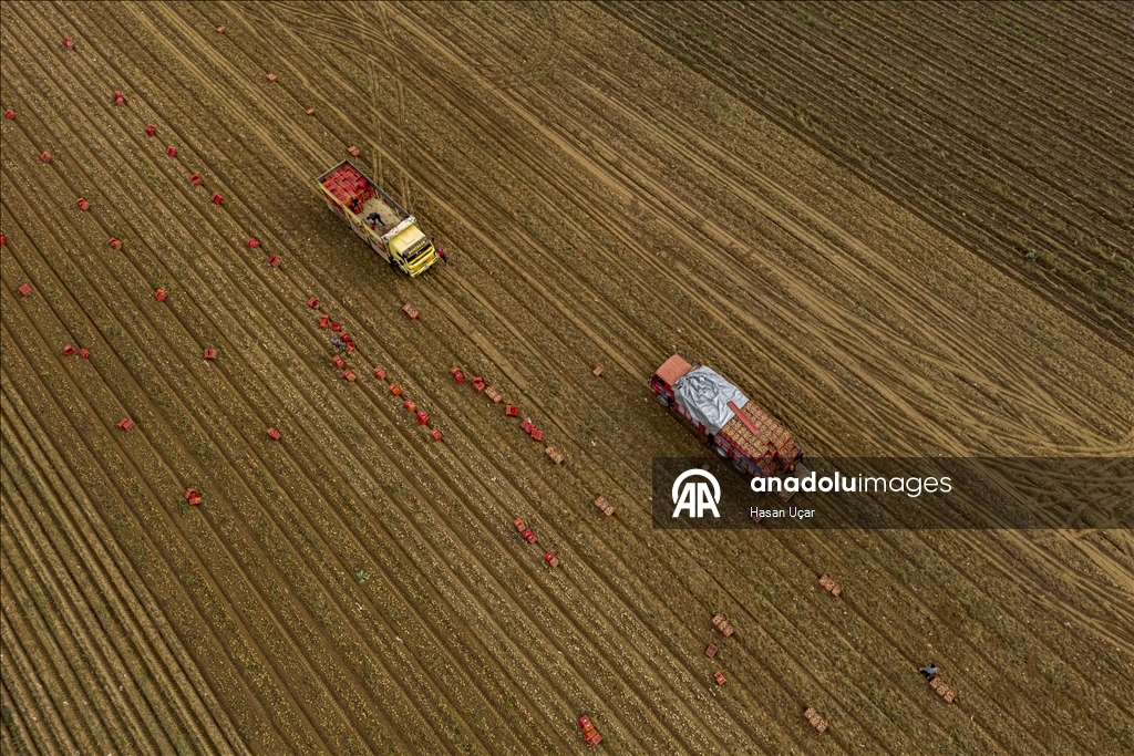 Ödemiş Ovası’nda kış patatesi hasadı