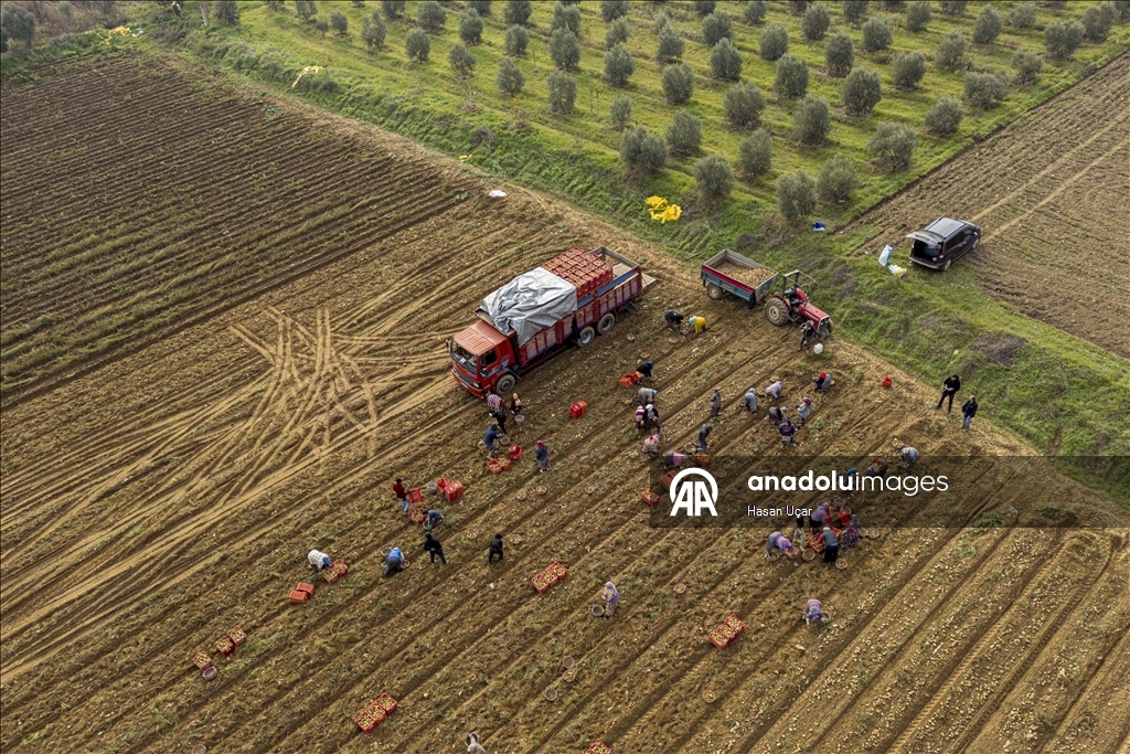 Ödemiş Ovası’nda kış patatesi hasadı