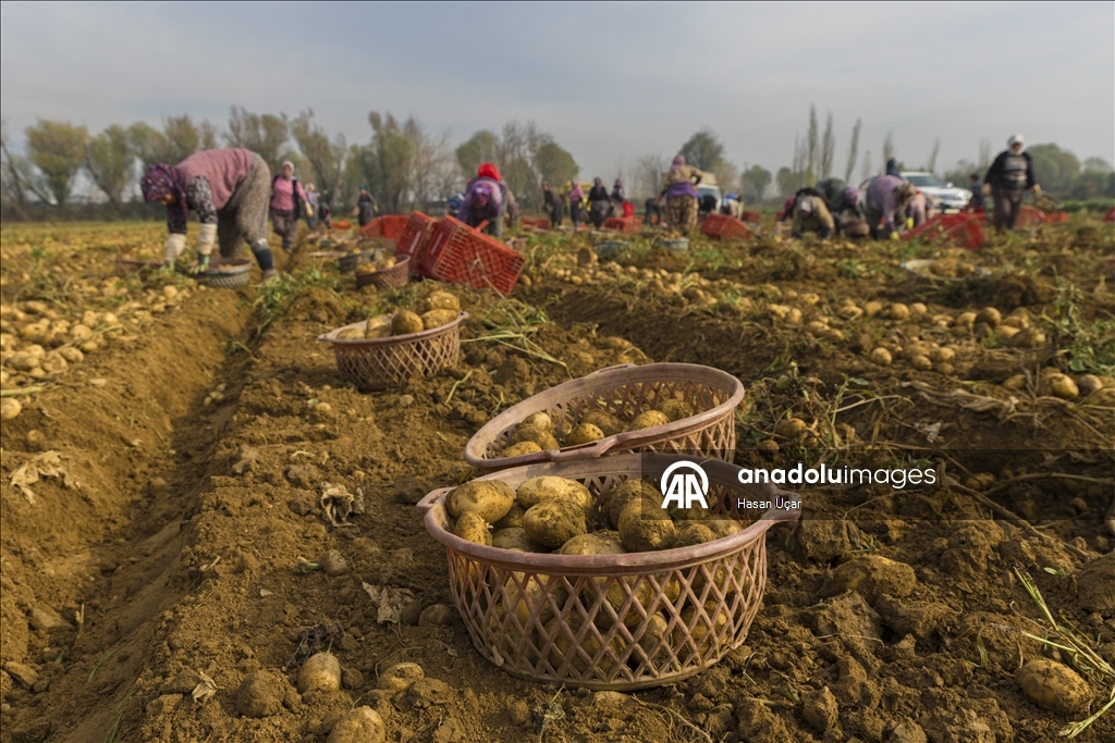 Ödemiş Ovası’nda kış patatesi hasadı