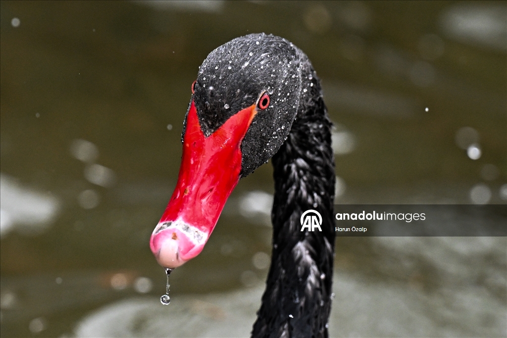 Ankara'da kar yağışı