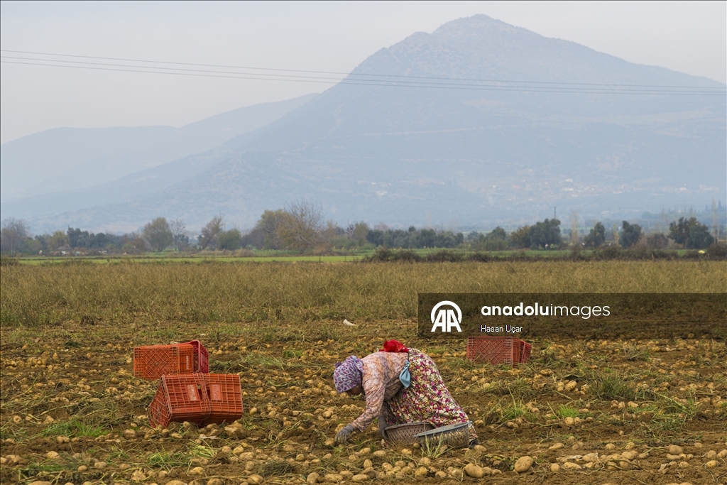 Ödemiş Ovası’nda kış patatesi hasadı