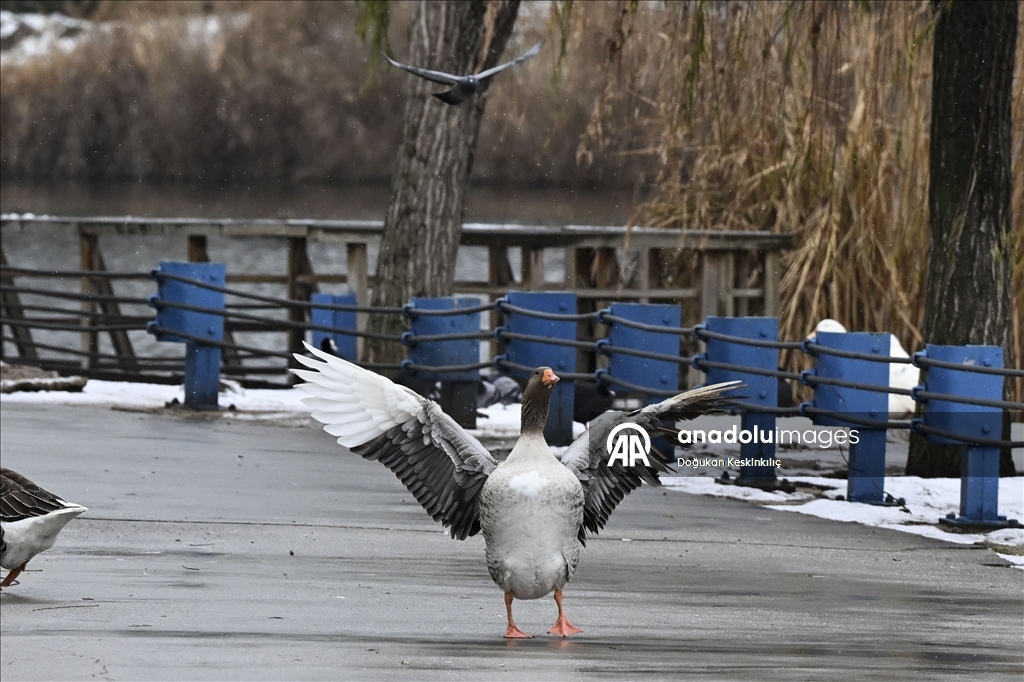 Ankara'da kar yağışı
