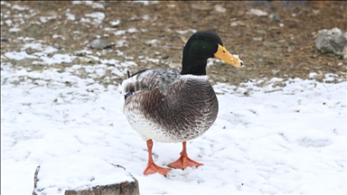 Ankara'da kar yağışı