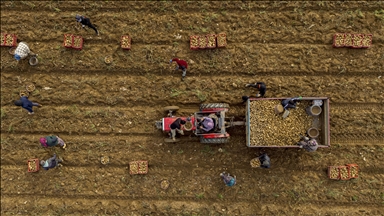 Ödemiş Ovası’nda kış patatesi hasadı