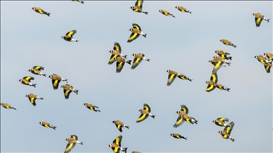 Saka kuşları sürüler halinde görüntülendi