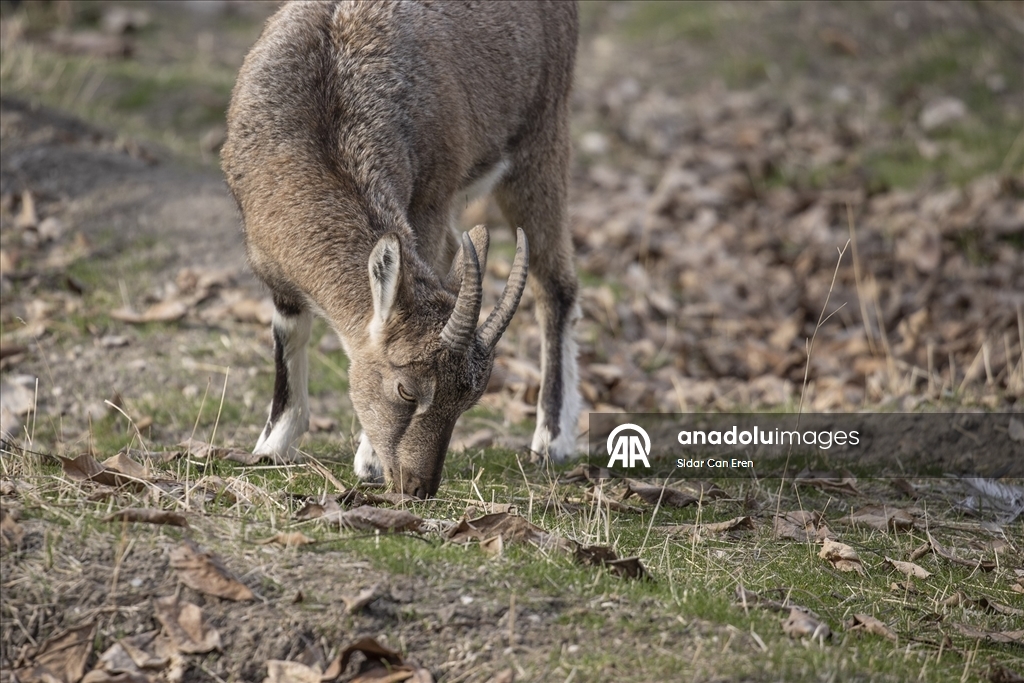 Tunceli'de zirvelerden inen yaban keçileri Çemişgezek ilçesinde güvenle yaşıyor