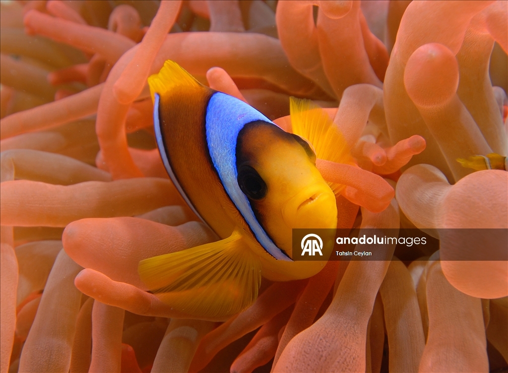Deniz ekosisteminin zorunlu müttefikleri: palyaço balığı ile deniz anemonu